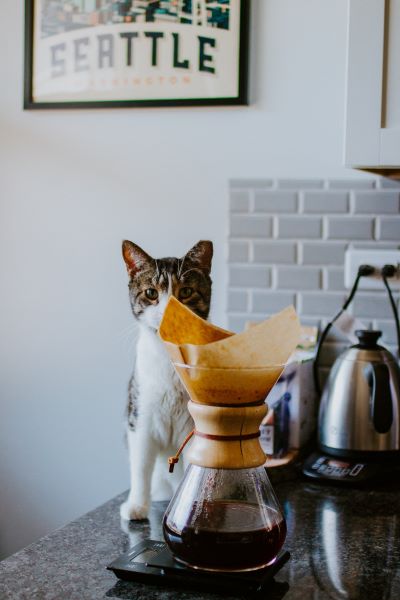 cat with coffee