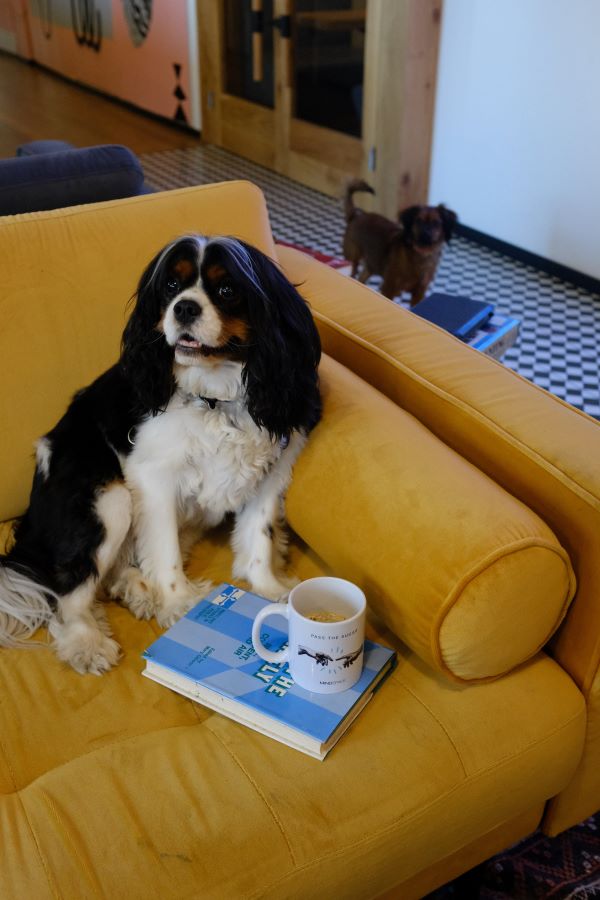 dog sitting in yellow chair