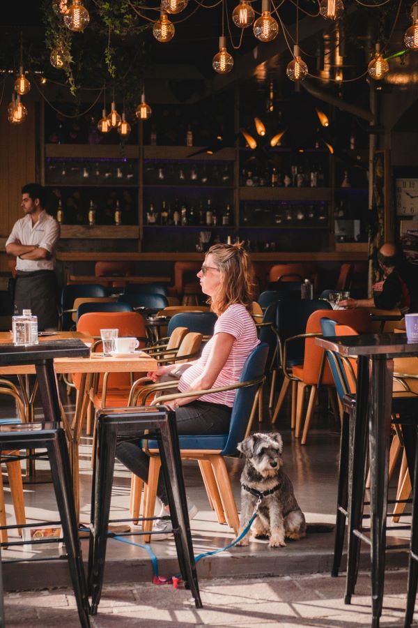 dog next to owner in cafe